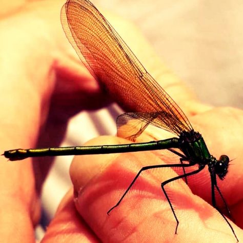 Dragonfly | Emily Land