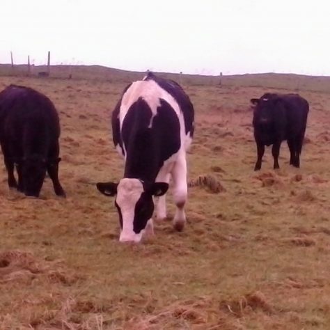 Fresian cows Carrowsteelagh Carrowmore | Valkyrie Kerry and Declan Kelly