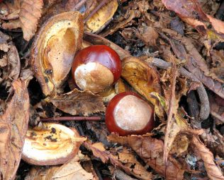 Paddy Geraghty | Conkers by photographer Evelyn Simak.
