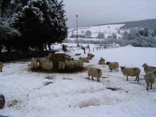 Sheep finding feed in snow. | Askanagap Community Development Association