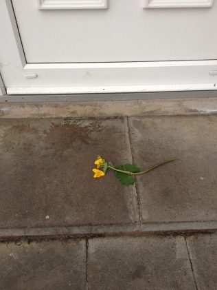 Flowers on doorstep